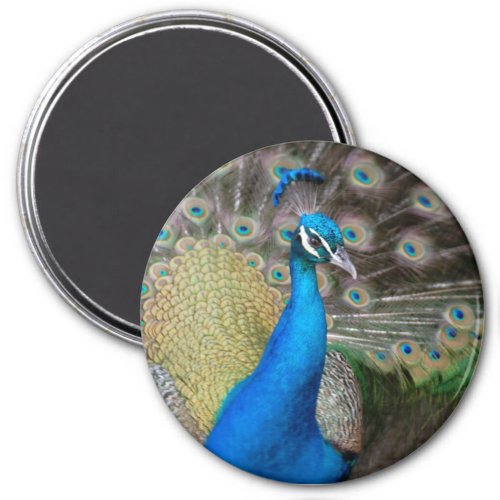Proud Peacock Magnet