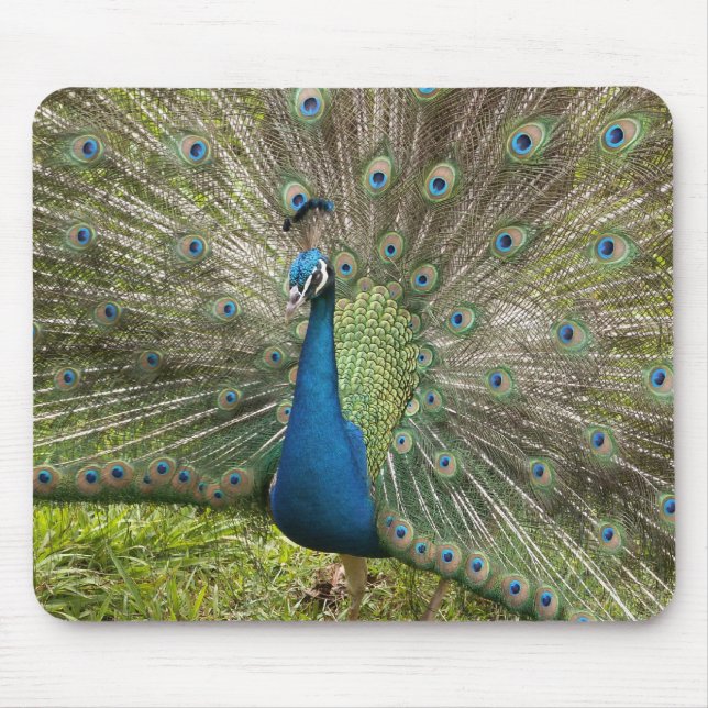 Proud Peacock Mouse Pad (Front)