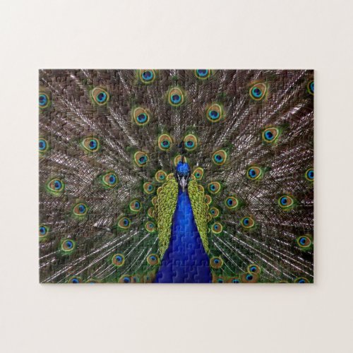 Proud Peacock photo puzzle