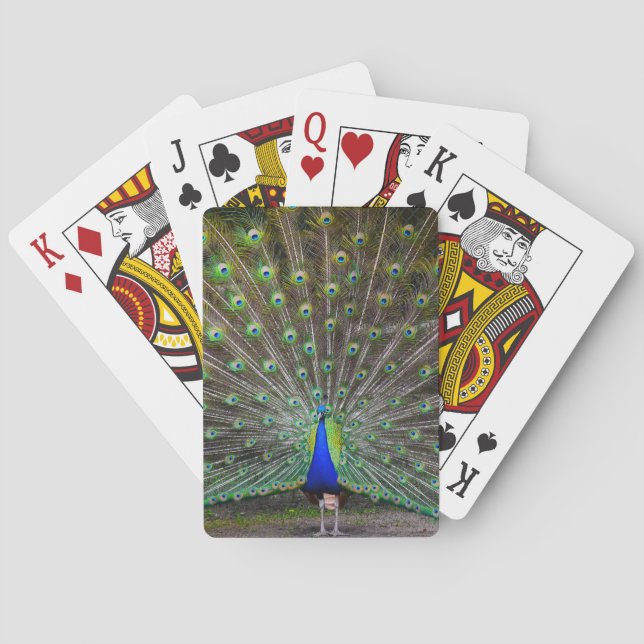 Proud Peacock Playing Cards (Back)