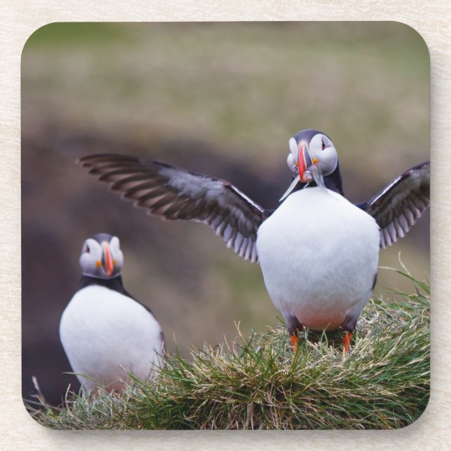 Proud Puffin Beverage Coaster (Front)