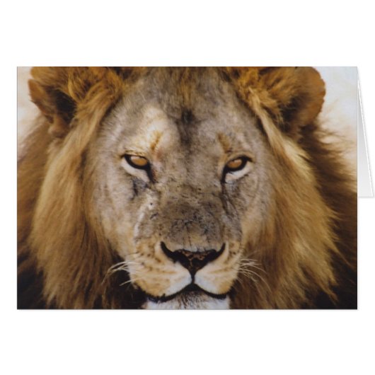 Proud Simba - Serengeti Cards (Front Horizontal)