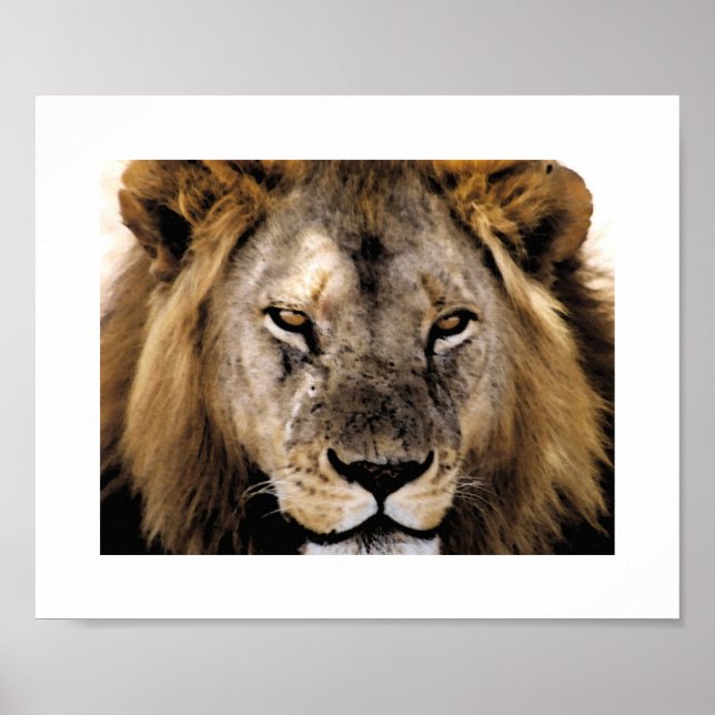 Proud Simba - Serengeti Poster (Front)