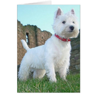 Proud Westie Cards
