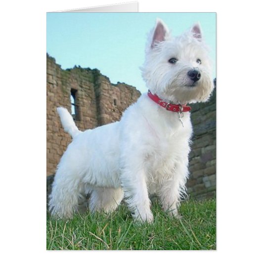 Proud Westie Cards (Front)