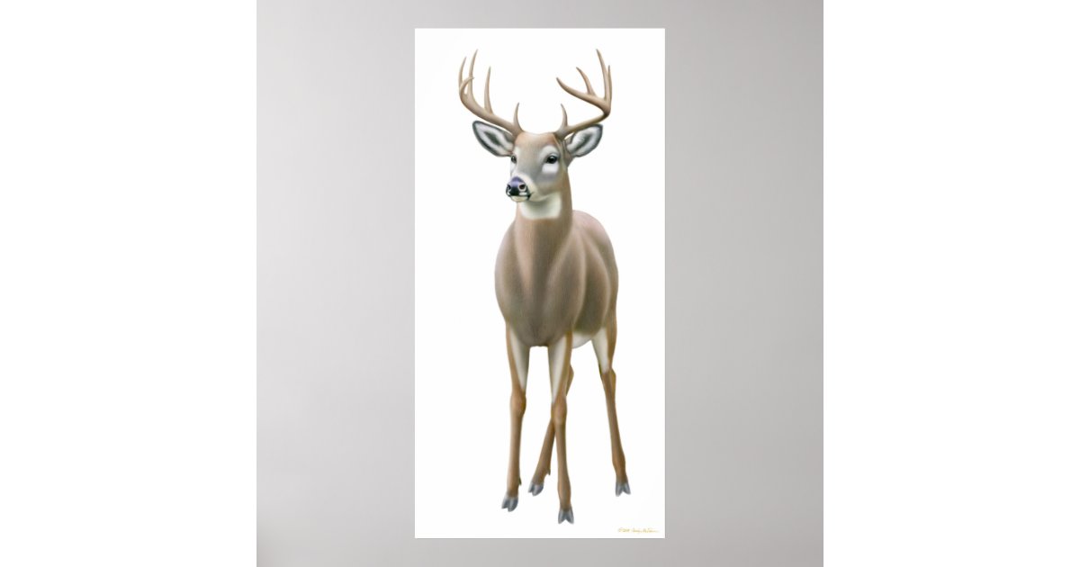 Proud Whitetail Buck Print Zazzle