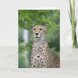 ProudCheetah Card