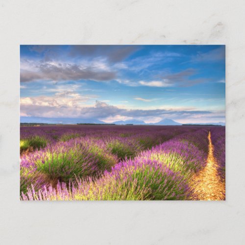 Provence _ Lavender fields postcard