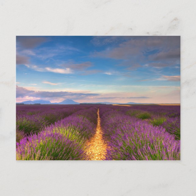 Provence - Lavender fields postcard (Front)