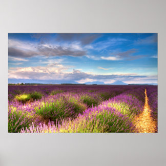 Lavender Fields Posters | Zazzle