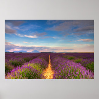 Lavender Fields Posters | Zazzle