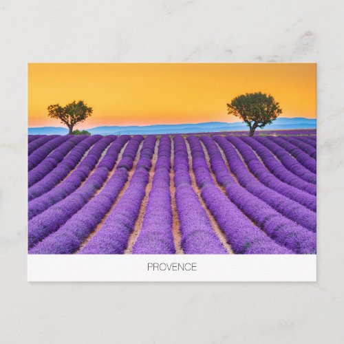 Provence lavender postcard