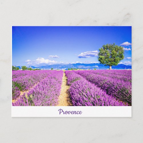 Provence Postcard