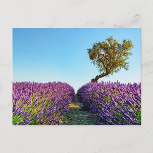 Provence Postcard (Front)