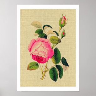 Provence Rose Vintage Poster