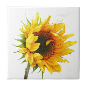 Provincetown Sunflower Tile