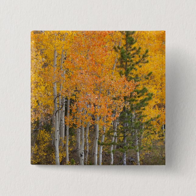 Provo River and aspen trees Button (Front)
