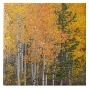Provo River and aspen trees Ceramic Tile