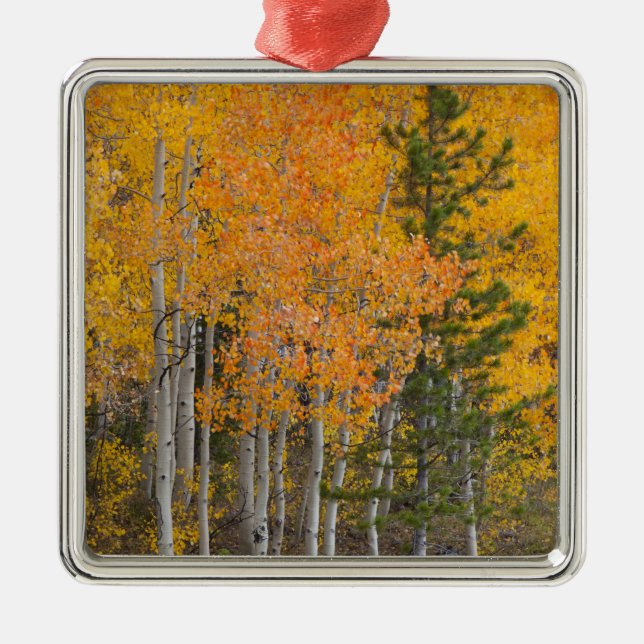 Provo River and aspen trees Metal Ornament (Front)