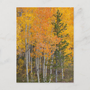Provo River and aspen trees Postcard