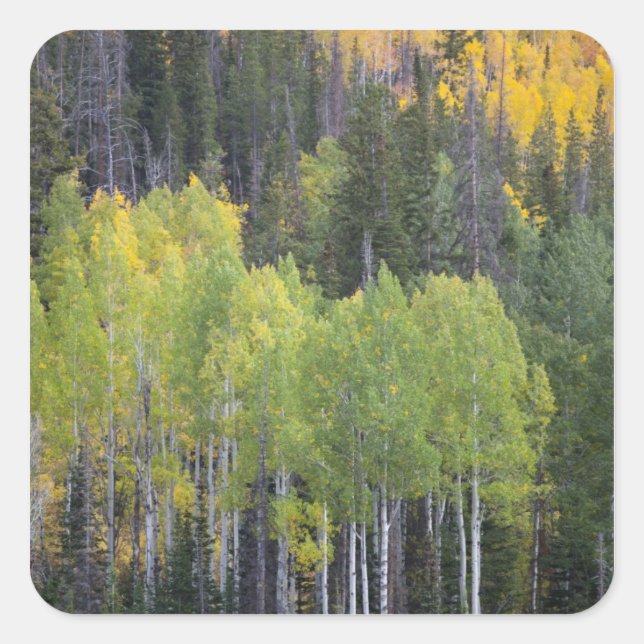 Provo River and aspen trees Square Sticker (Front)
