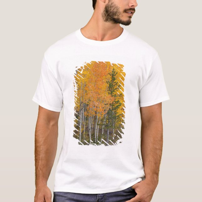 Provo River and aspen trees T-Shirt (Front)