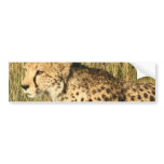 Prowling Cheetah Bumper Stickers