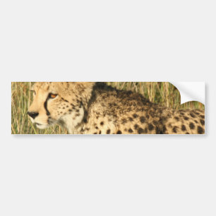 Prowling Cheetah Bumper Stickers