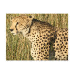 Prowling Cheetah Postcard