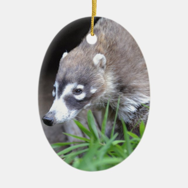 Prowling Coati Ceramic Ornament (Front)