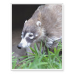 Prowling Coati Temporary Tattoos