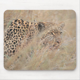 Prowling Leopard Hiding in Grassland Mouse Pad