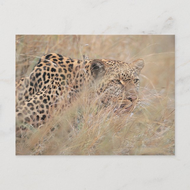 Prowling Leopard Hiding in Grassland Postcard (Front)