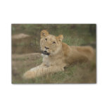 Prowling Lion Post-it Notes