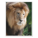 Prowling Lion Temporary Tattoos