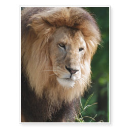 Prowling Lion Temporary Tattoos