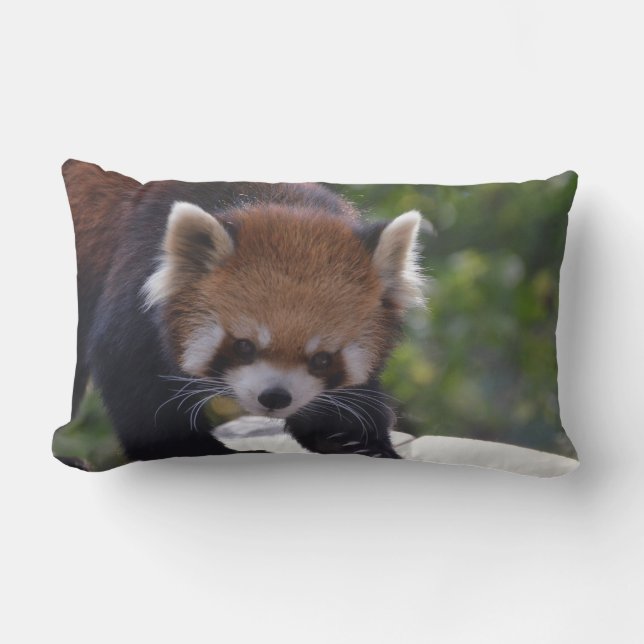 Prowling Red Panda Lumbar Pillow (Front)