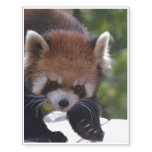 Prowling Red Panda Temporary Tattoos