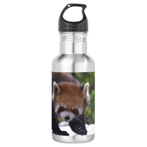 Prowling Red Panda Water Bottle