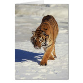 Prowling Tiger (Front)