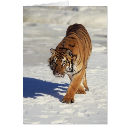 Prowling Tiger Cards (Front)