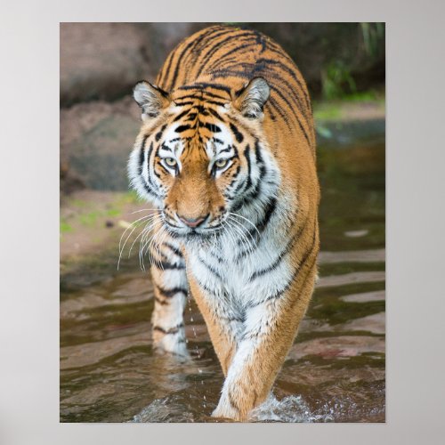 Prowling Tiger Portrait Photograph Poster