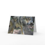 Prowling Wolf Greeting Card