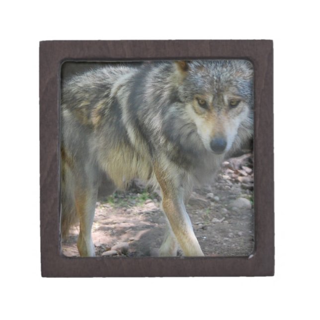 Prowling Wolf Small Gift Box (Front)