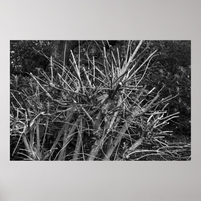 Pruned Shrub Poster (Front)