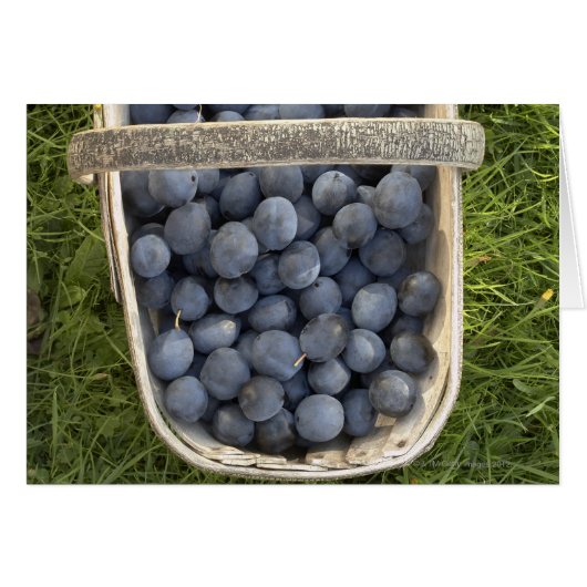 Prunus domestica, Damsons Cards (Front Horizontal)