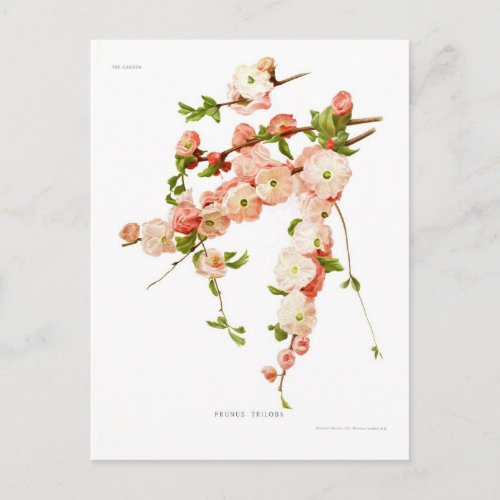 Prunus triloba flowering almond postcard