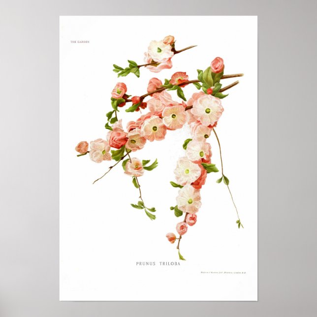Prunus triloba (flowering almond) poster (Front)