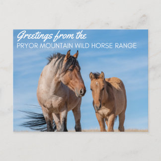 Pryor Mountain Wild Horse Range Postcard