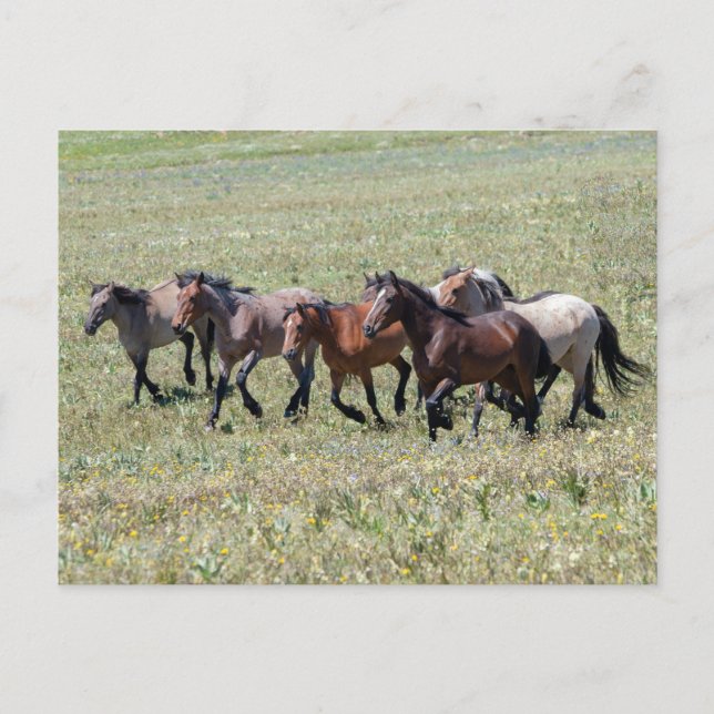 Pryor Mountain Wild Horses Running Free Postcard (Front)